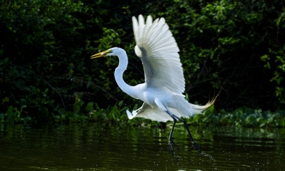 Biodiversidade de Mato Grosso atrai olhares na maior feira mundial de observao de aves