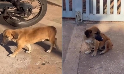 Motociclista com passagens criminais � preso por atropelar cachorro intencionalmente