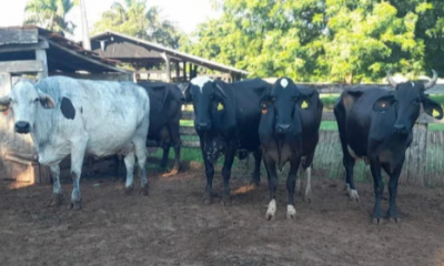 Seaf abre licita��o para servi�o de transfer�ncia de embri�es bovinos voltados � agricultura familiar