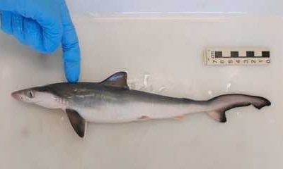 Coca�na � encontrada em organismo de tubar�es no Rio de Janeiro