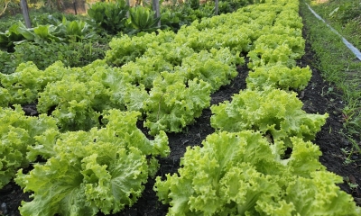 Projeto da Empaer coloca Sinop em 1� lugar em n�mero de produtores org�nicos de MT