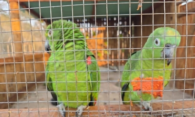 �rea de reabilita��o e soltura de animais silvestres em Cocalinho recebe 32 aves para reintegra��o � natureza
