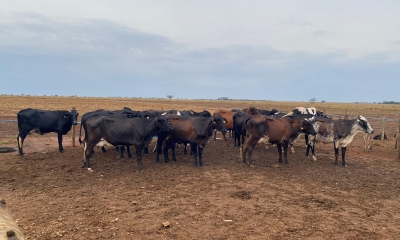 �Sem o programa de melhoramento gen�tico do Governo de Mato Grosso, a cooperativa n�o sobreviveria�, afirma produtor de Bom Jesus do Araguaia