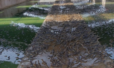 Pesquisa da UFMT explora benef�cios do �leo de jacar�-do-pantanal para tratar feridas, acne e at� depress�o