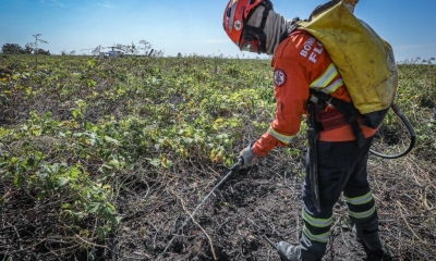 Corpo de Bombeiros combate 15 inc�ndios florestais nesta ter�a-feira (30)