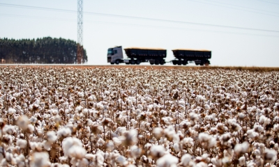 Mato Grosso consolida lideran�a e encerra safra de algod�o com crescimento de 8%