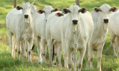 Brasil fortalece a pecuria sustentvel e mantm liderana nas exportaes globais de carne