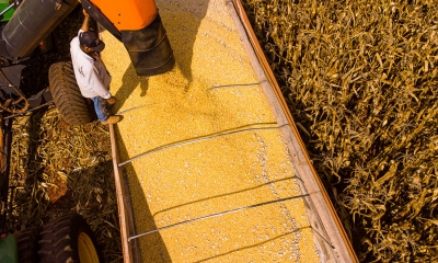Brasil deve colher safra recorde de 354,7 milhes de toneladas, aponta Conab
