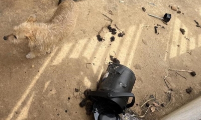 Polcia Civil prende cabeleireiro por maus-tratos a animais em Vila Rica