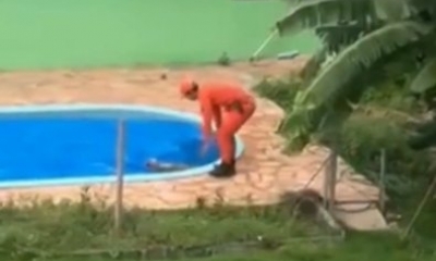 Bombeiros salvam cachorro que se afogava em piscina de resid�ncia fechada em Sorriso