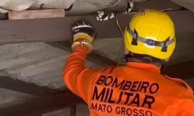 Bombeiros capturam cobra de 2,5 metros em telhado de resid�ncia