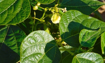 Inoculante biol�gico aumenta produtividade do feij�o e reduz depend�ncia de fertilizantes no Cerrado