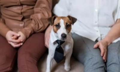 Senado aprova guarda compartilhada de pets em caso de separa��o