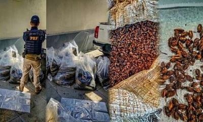 PRF apreende carga de mudas e sementes possivelmente usadas na produ��o de coca�na em MT