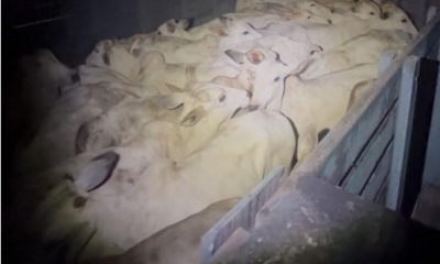 Pol�cia Militar frustra furto de gado em zona rural de Barra do Gar�as e prende suspeitos em flagrante