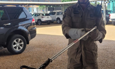 Bombeiros resgatam serpente peonhenta de motocicleta em Primavera do Leste