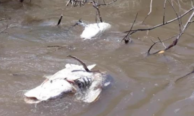 Hidrel�trica � condenada a pagar R$ 150 mi por danos ambientais em rio de MT