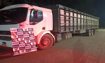 Pol�cia Militar recupera carga de 20 novilhas furtadas em Juscimeira