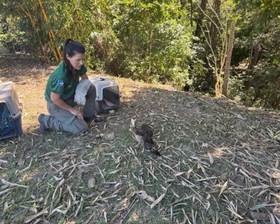 Sema realiza soltura de nove animais ap�s processo de reabilita��o