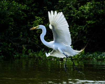 Biodiversidade de Mato Grosso atrai olhares na maior feira mundial de observa��o de aves