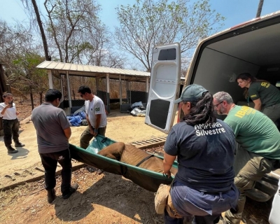 Sema realiza capacita��o para manejo e conten��o de fauna durante inc�ndios florestais