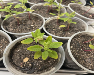 Pesquisadores estudam uso de plantas como alternativa aos herbicidas sint�ticos tradicionais nas lavouras em MT