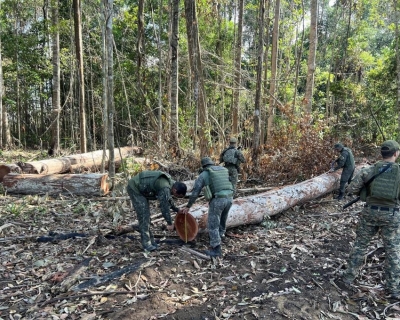 Pol�cia Militar fecha �rea de extra��o ilegal de madeira em regi�o da floresta amaz�nica