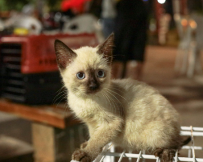 Sade de Cuiab alerta para avano da esporotricose entre humanos e animais