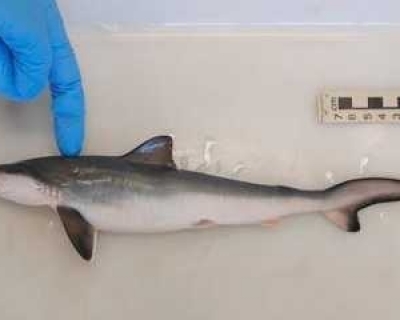 Coca�na � encontrada em organismo de tubar�es no Rio de Janeiro