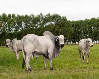 Ao aliar produo de alimentos ao bem-estar animal, Brasil se torna referncia mundial