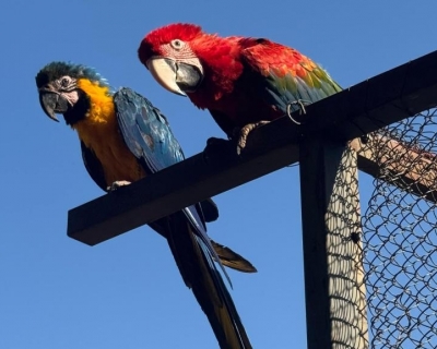 �rea de Soltura Fazenda S�o Benedito, em Jangada, recebe 8 animais silvestres aptos para voltarem � natureza