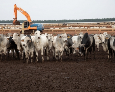 Carne bovina produzida em MT destinada  exportao alimenta 20 milhes de pessoas ao ano