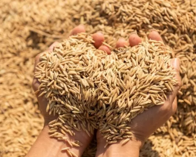 Produtores de arroz tero R$ 300 milhes em apoio garantido pela Conab