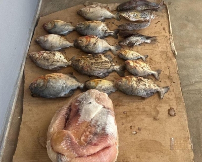 Sema e PM apreendem pescado irregular na Transpantaneira