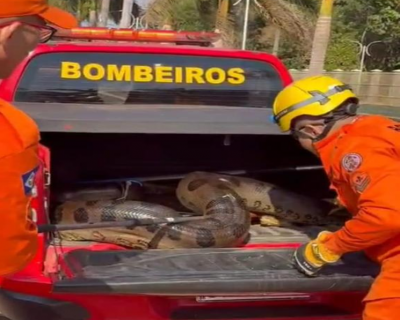 Corpo de Bombeiros resgata sucuri de 5 metros que estava em ptio de empresa de produo de algodo
