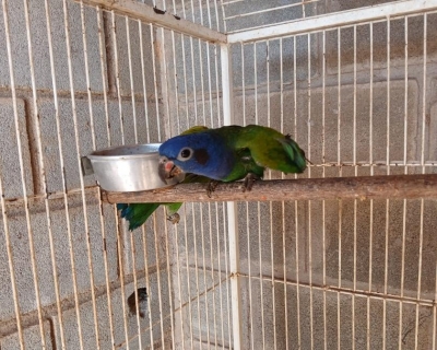 Sema encaminha cinco animais silvestres para Santu�rio em Minas Gerais