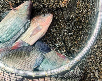 Projeto de Aquaponia pode fortalecer cadeia produtiva de pescado