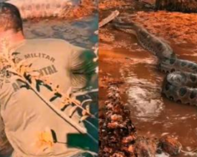 Sucuri de 5 metros � resgatada de a�ude em zona rural de MT