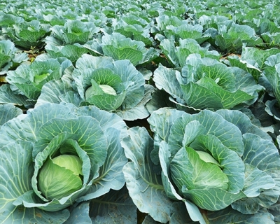 ProHort revela queda de 10% no preo do repolho e aumento de 20% no valor da couve-flor e brcolis