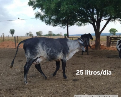 Melhoramento Gentico impulsiona produo de leite em propriedades da agricultura familiar em MT