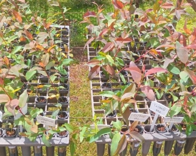 Pesquisadores desenvolvem tecnologia sustent�vel para produ��o de mudas florestais em MT