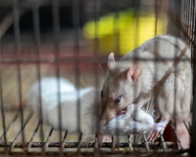 Canil irregular  fechado em Cuiab aps denncia de maus-tratos