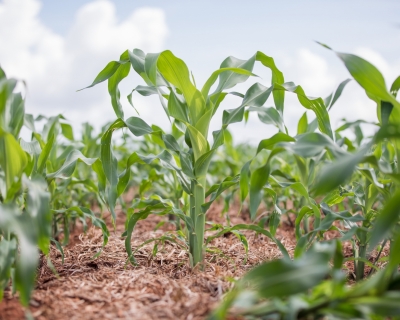 Programa de reintegrao no campo lanado pelo Governo de MT ter prticas agropecurias e extenso rural