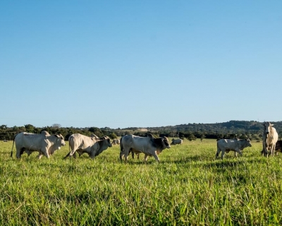 Cceres se destaca e integra o top 5 dos municpios com maior rebanho bovino do pas