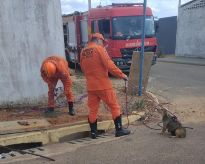 Bombeiros resgatam dois filhotes de cachorro que caram em bueiro em Primavera do Leste