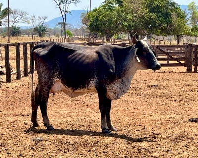 Pecuaristas de Pontes e Lacerda triplicam produo de leite com tecnologia entregue pela Seaf
