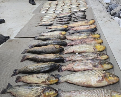 Batalh�o Ambiental da PM prende suspeito por pesca irregular e apreende 86 unidades