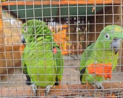 rea de reabilitao e soltura de animais silvestres em Cocalinho recebe 32 aves para reintegrao  natureza