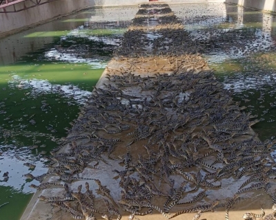 Pesquisa da UFMT explora benefcios do leo de jacar-do-pantanal para tratar feridas, acne e at depresso