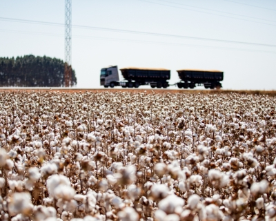 Mato Grosso consolida liderana e encerra safra de algodo com crescimento de 8%